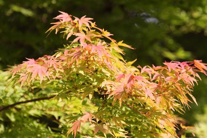 Acer palmatum Sango-Kaku Acer palmatum Sango-Kaku