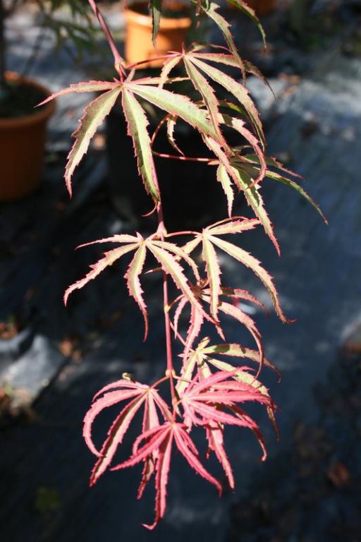 Acer palmatum 'Shirazz' Acer palmatum 'Shirazz'