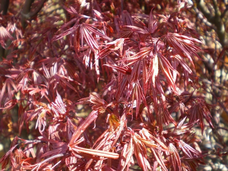 Acer palmatum 'Skeeter's Broom' Acer palmatum 'Skeeter's Broom'