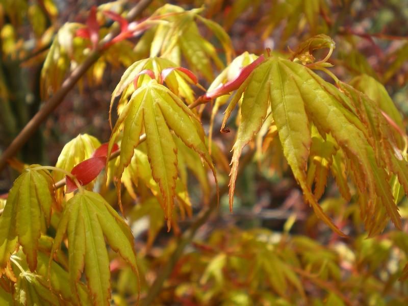 Acer palmatum 'Ueno-yama' Acer palmatum 'Ueno-yama'