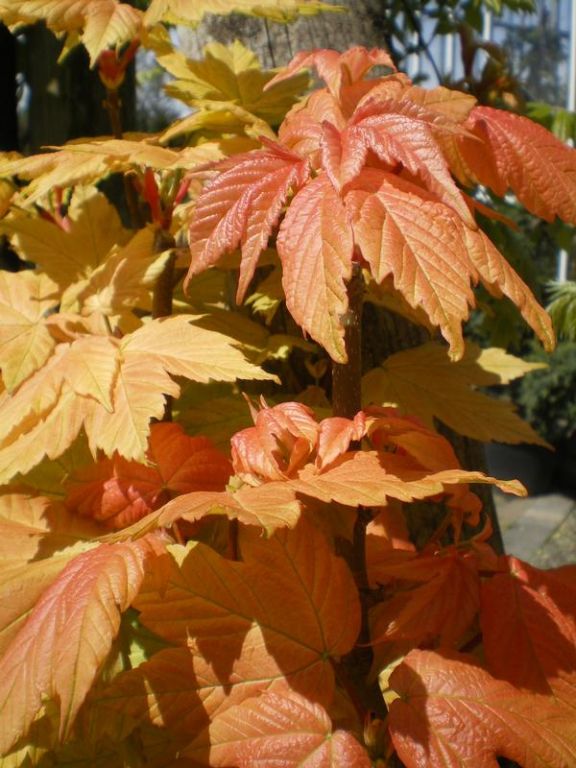 Acer pseudoplatanus 'Brilliantissimum' Acer pseudoplatanus 'Brilliantissimum'