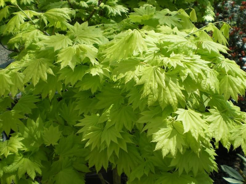 Acer shirasawanum 'Aureum' Acer shirasawanum 'Aureum'