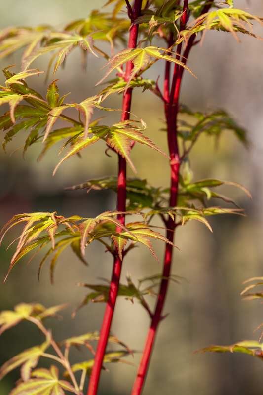Acers in spring