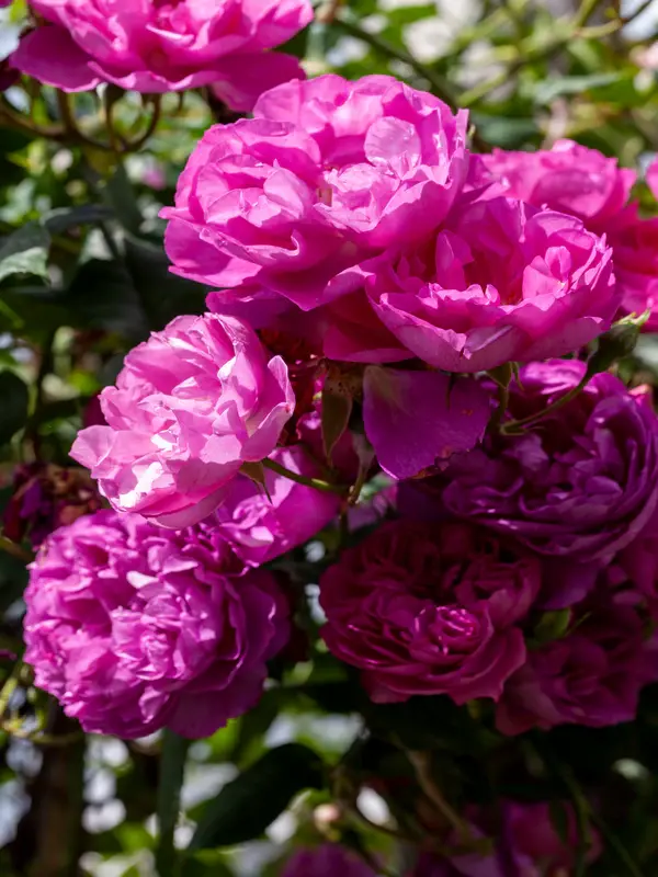 Roses