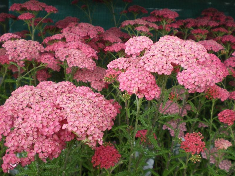 Achillea 'Apricot Delight' (Tutti Frutti Series) Achillea 'Apricot Delight' (Tutti Frutti Series)