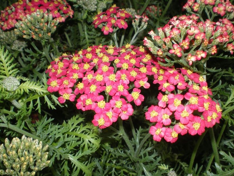 Achillea 'Fanal' Achillea 'Fanal'