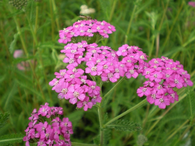 Achillea millefolium 'Lilac Beauty' Achillea millefolium 'Lilac Beauty'