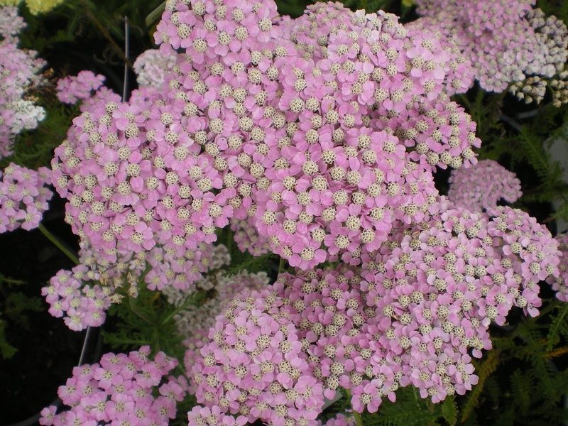 Achillea millefolium 'Wonderful Wampee' Achillea millefolium 'Wonderful Wampee'