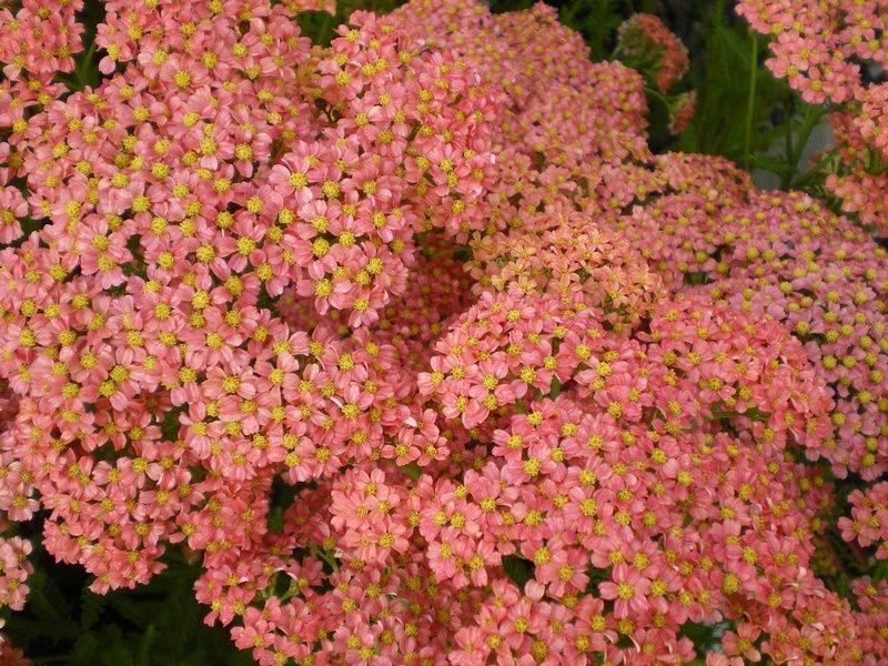 Achillea 'Pineapple Mango' Achillea 'Pineapple Mango'