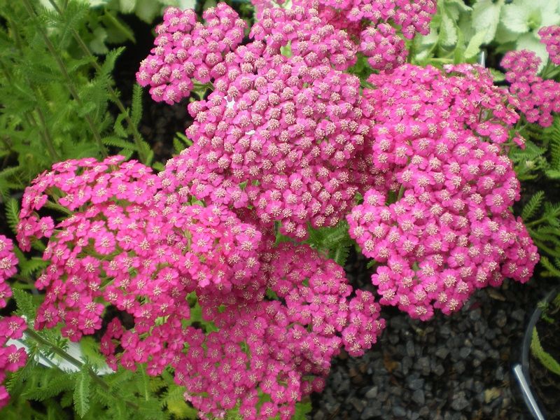 Achillea 'Pink Grapefruit' (Tutti Frutti Series) Achillea 'Pink Grapefruit' (Tutti Frutti Series)
