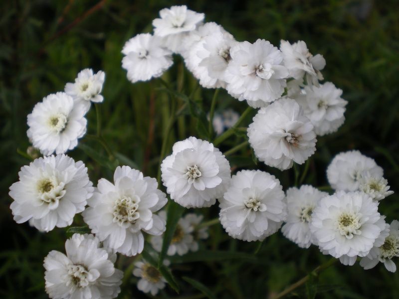 Achillea ptarmica 'Perry's White' Achillea ptarmica 'Perry's White'