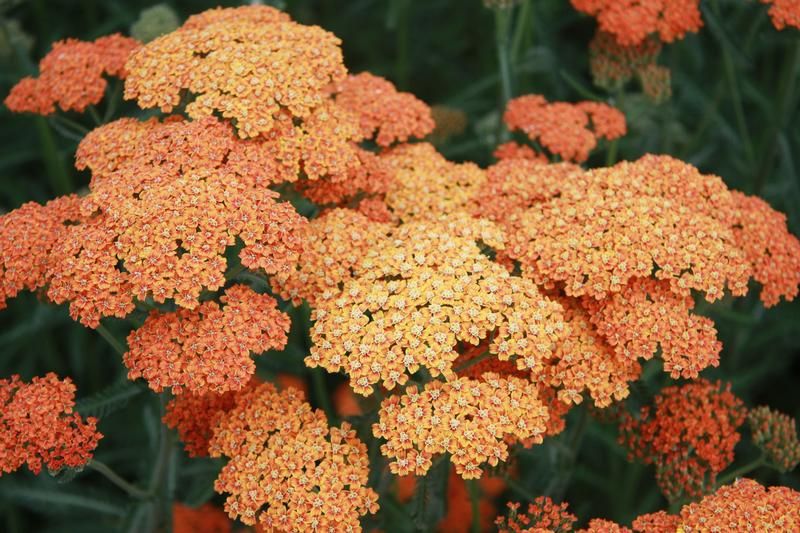Achillea 'Terracotta' Achillea 'Terracotta'
