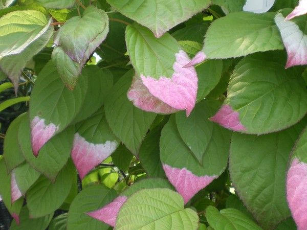 Actinidia kolomikta Actinidia kolomikta