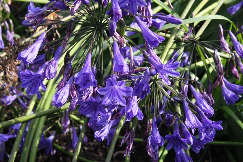 Agapanthus 'Buckingham Palace' Agapanthus 'Buckingham Palace'