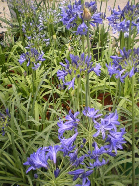 Agapanthus 'Northern Star' Agapanthus 'Northern Star'