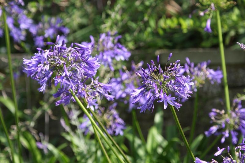 Agapanthus 'Purple Cloud' Agapanthus 'Purple Cloud'