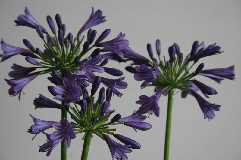 Agapanthus 'Purple Delight' Agapanthus 'Purple Delight'