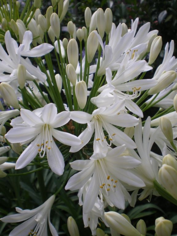 Agapanthus ‘White Heaven’ Agapanthus ‘White Heaven’