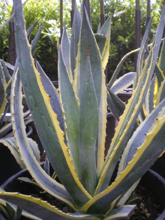 Agave americana 'Variegata' Agave americana 'Variegata'