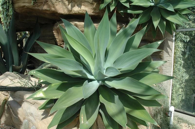 Agave attenuata Agave attenuata