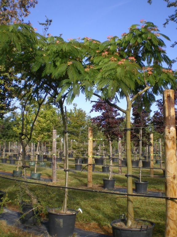 Albizia julibrissin 'Cyrano' Albizia julibrissin 'Cyrano'