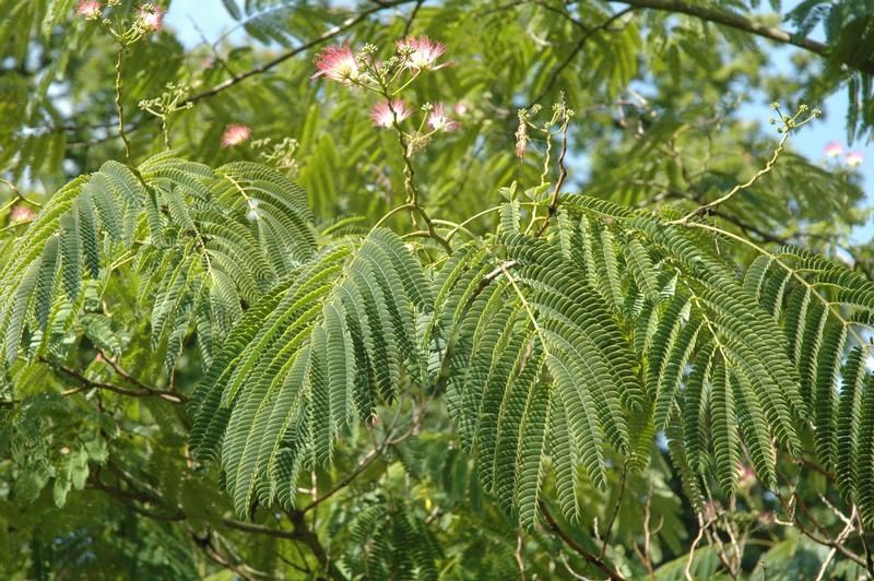Albizia julibrissin f. rosea Albizia julibrissin f. rosea