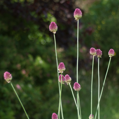 Allium sphaerocephalon Allium sphaerocephalon