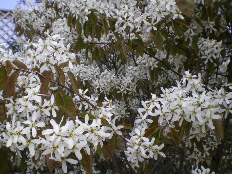 Amelanchier lamarckii Amelanchier lamarckii