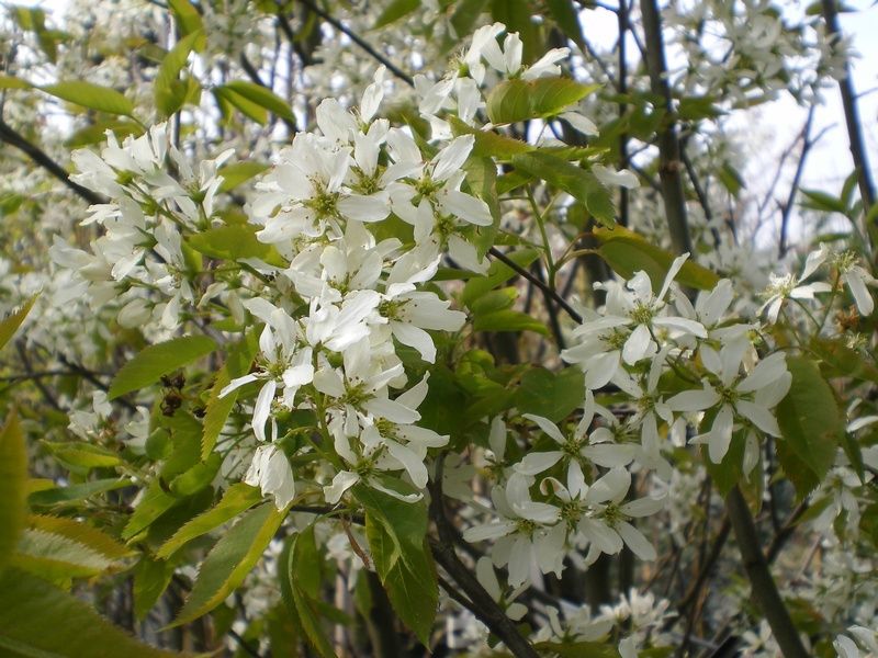 Amelanchier x grandiflora 'Robin Hill' Amelanchier x grandiflora 'Robin Hill'