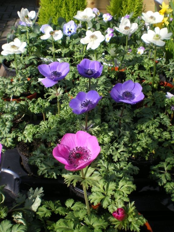 Anemone coronaria De Caen Group Anemone coronaria De Caen Group