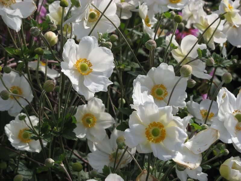Anemone x hybrida 'Honorine Jobert' Anemone x hybrida 'Honorine Jobert'