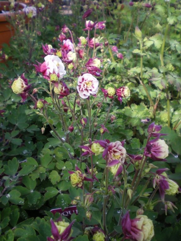 Aquilegia 'Winky Double Red-White' (Winky Series) Aquilegia 'Winky Double Red-White' (Winky Series)
