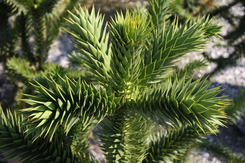 Araucaria araucana Araucaria araucana