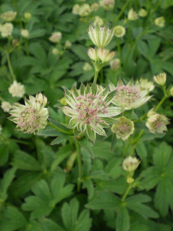 Astrantia 'Buckland' Astrantia 'Buckland'