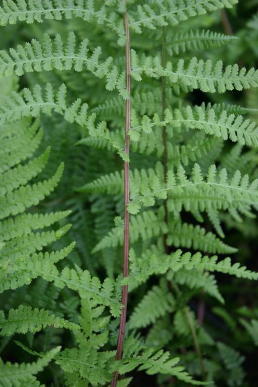 Athyrium filix-femina subsp. angustum f. rubellum 'Lady in Red' Athyrium filix-femina subsp. angustum f. rubellum 'Lady in Red'