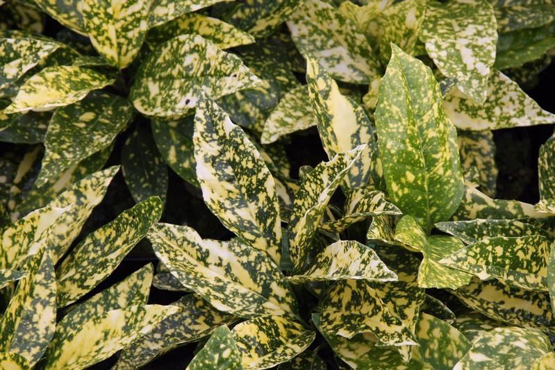 Aucuba japonica 'Crotonifolia' Aucuba japonica 'Crotonifolia'
