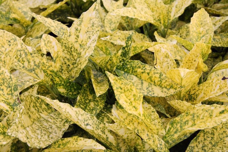 Aucuba japonica 'Golden King' Aucuba japonica 'Golden King'