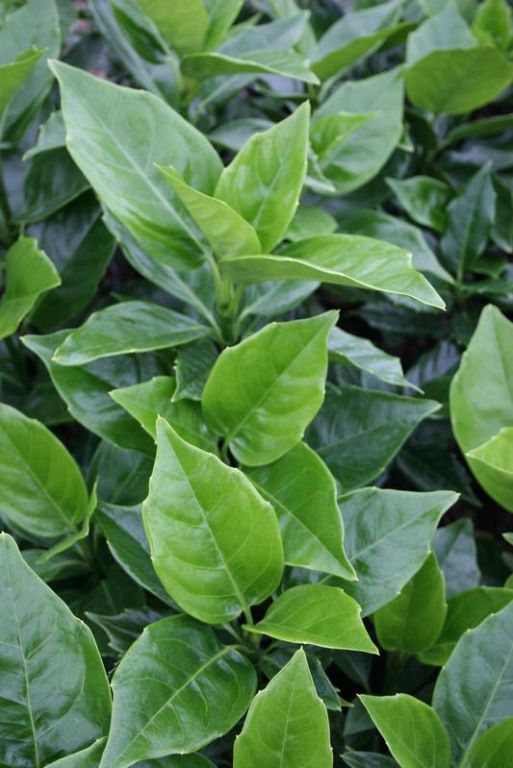 Aucuba japonica 'Rozannie' 