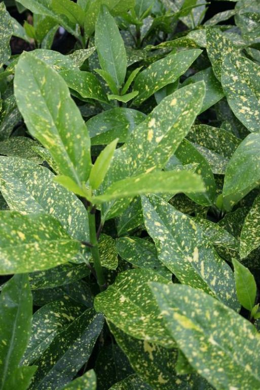 Aucuba japonica 'Variegata' Aucuba japonica 'Variegata'
