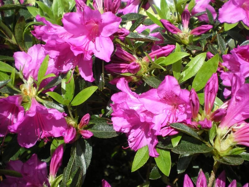 Azalea 'Blue Danube' Azalea 'Blue Danube'