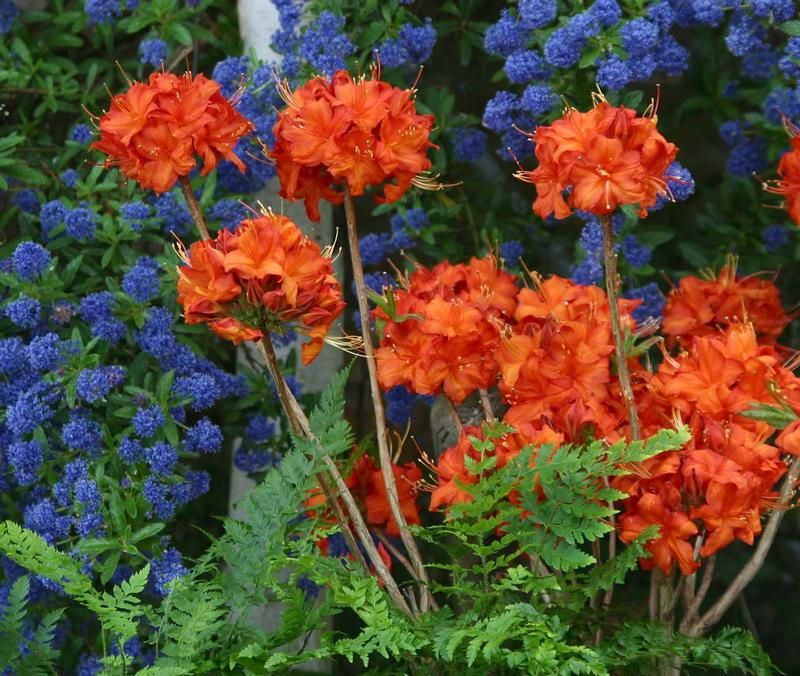 Azalea 'Fireball' Azalea 'Fireball'