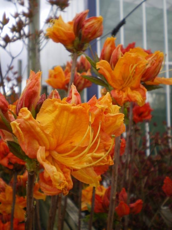 Azalea 'Glowing Embers' Azalea 'Glowing Embers'