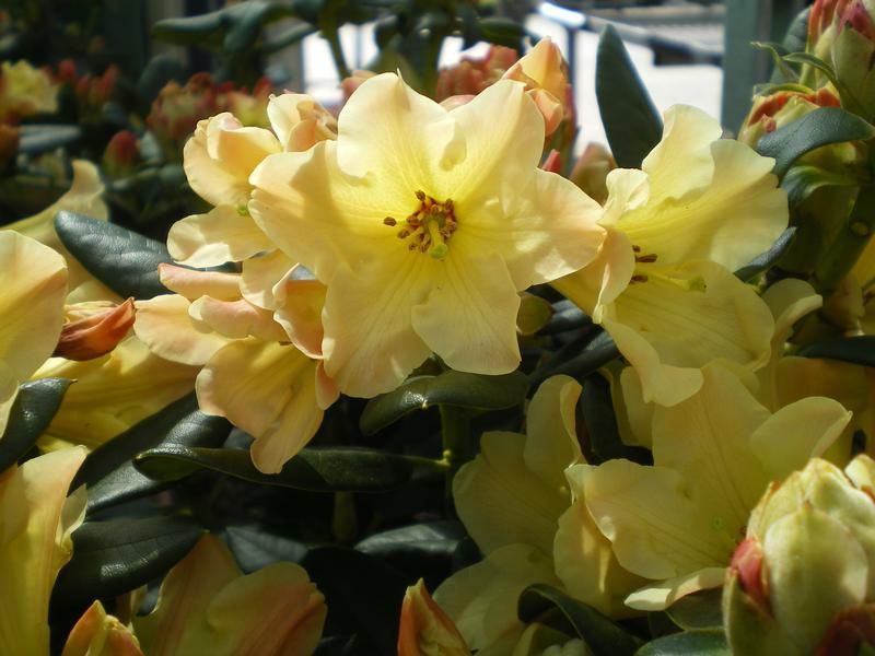 Azalea 'Nancy Evans' Azalea 'Nancy Evans'