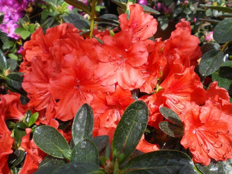 Azalea 'Santa Maria' Azalea 'Santa Maria'