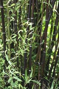 Bamboos