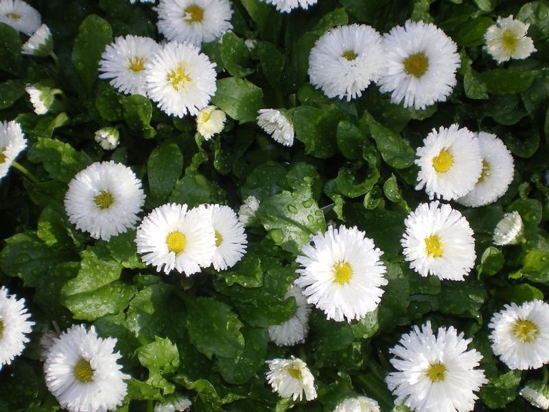 Bellis perennis Bellis perennis