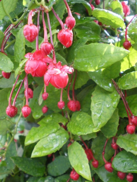 Berberidopsis corallina Berberidopsis corallina