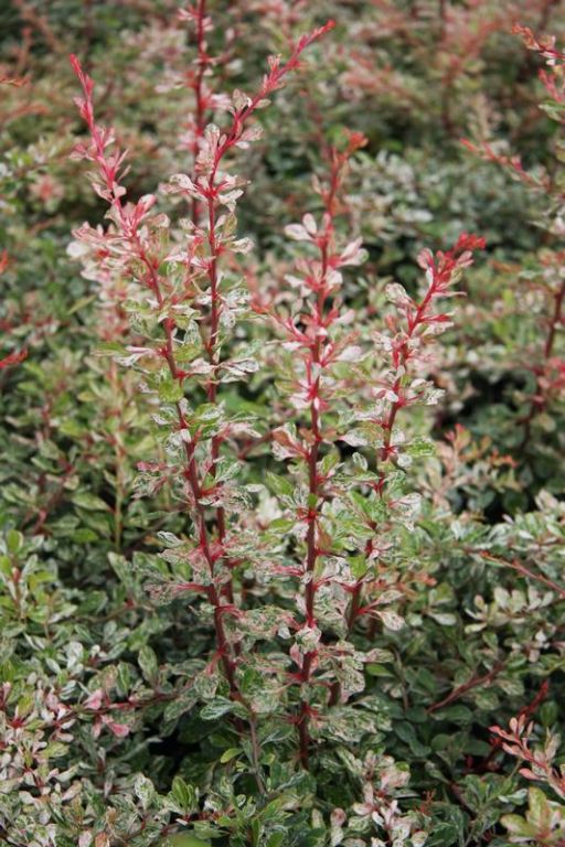Berberis thunbergii 'Starburst' Berberis thunbergii 'Starburst'