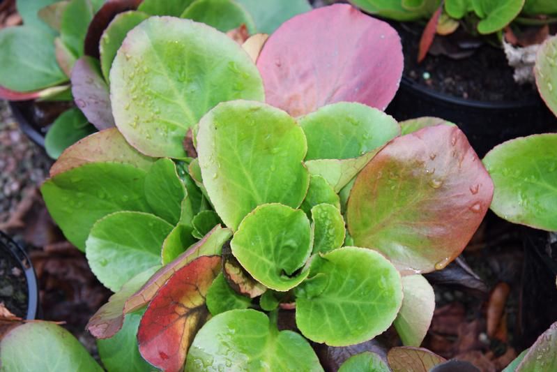 Bergenia 'Baby Doll' Bergenia 'Baby Doll'