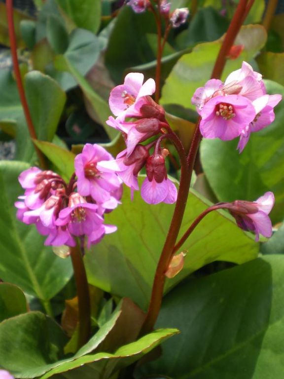 Bergenia 'Eroica' Bergenia 'Eroica'